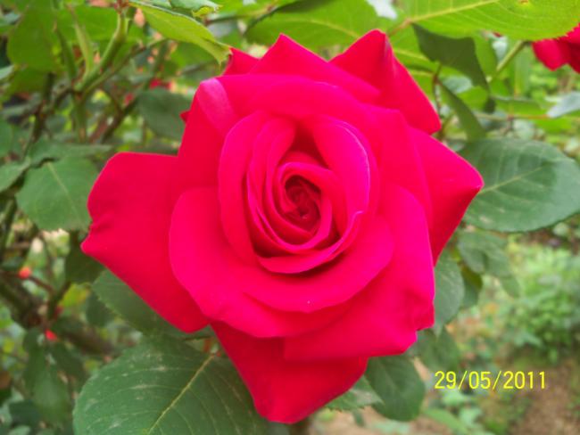 Name:  Gl 41.jpg
Views: 881
Size:  34.9 KB