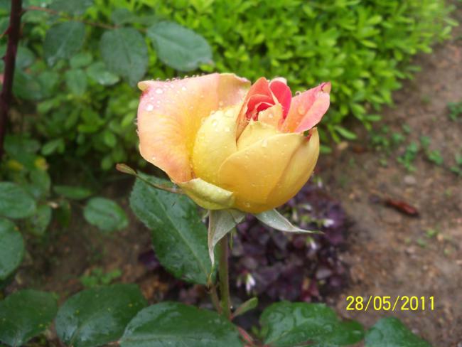 Name:  Gl 4.jpg
Views: 878
Size:  40.2 KB