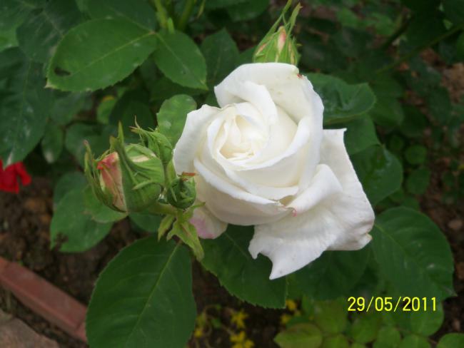 Name:  Gl 48.jpg
Views: 890
Size:  31.7 KB