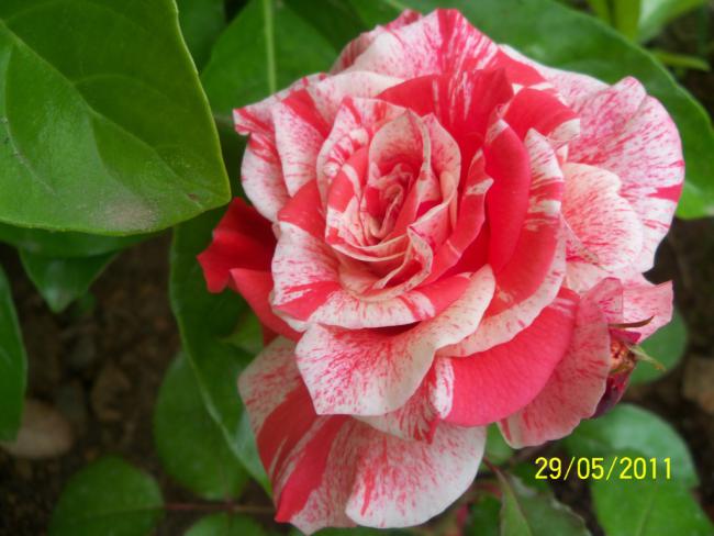 Name:  Gl 34.jpg
Views: 986
Size:  43.6 KB