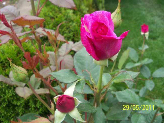 Name:  Gl 58.jpg
Views: 950
Size:  46.2 KB