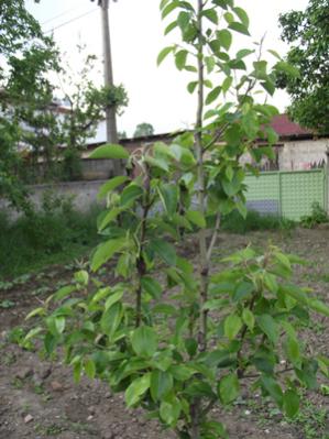 Name:  Komis Armut dal yankl.jpg
Views: 2697
Size:  27.4 KB