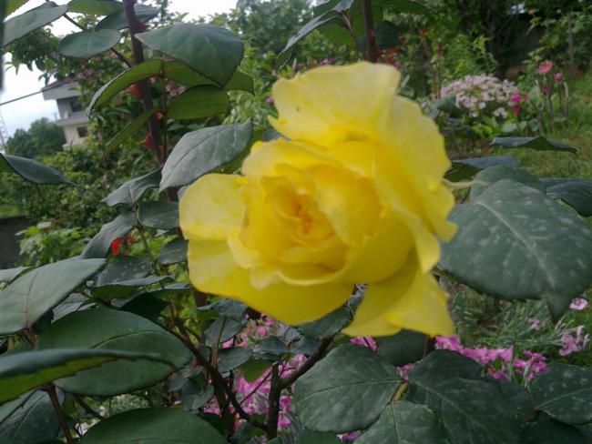 Name:  ww 029 (Byk).jpg
Views: 430
Size:  50.6 KB