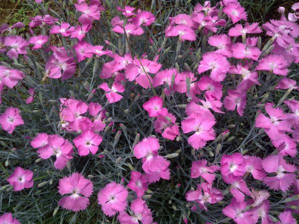 Name:  ww 034 (Byk).jpg
Views: 442
Size:  72.4 KB