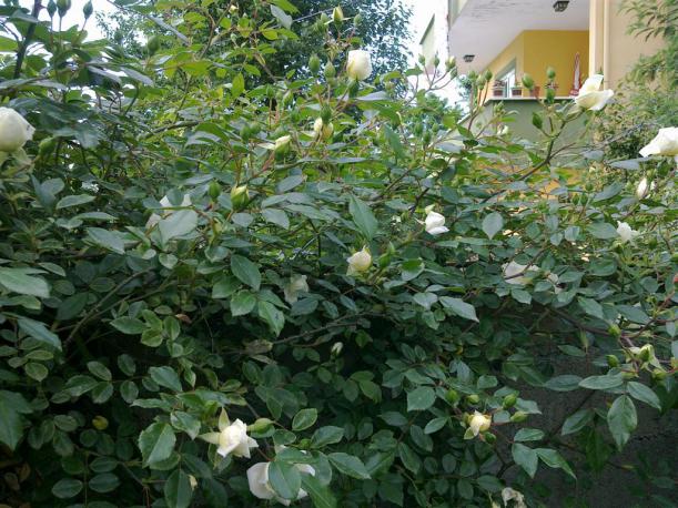 Name:  ww 040 (Byk).jpg
Views: 459
Size:  71.5 KB