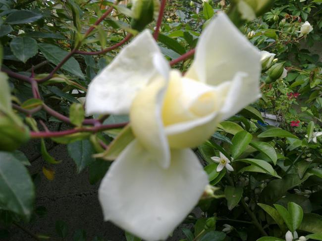 Name:  ww 041 (Byk).jpg
Views: 424
Size:  47.2 KB