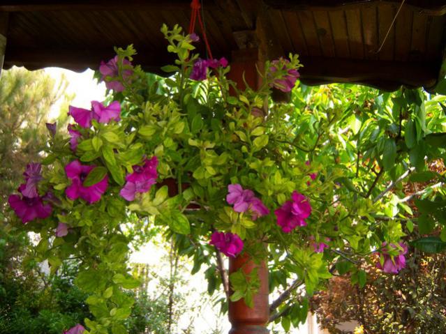 Name:  100_1488.jpg
Views: 743
Size:  66.8 KB
