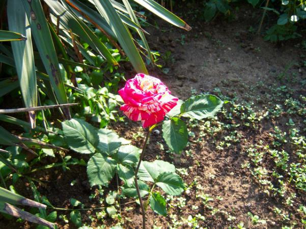 Name:  100_1502.jpg
Views: 612
Size:  73.1 KB