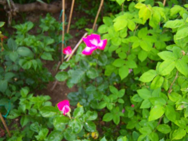 Name:  100_1505.jpg
Views: 587
Size:  43.8 KB