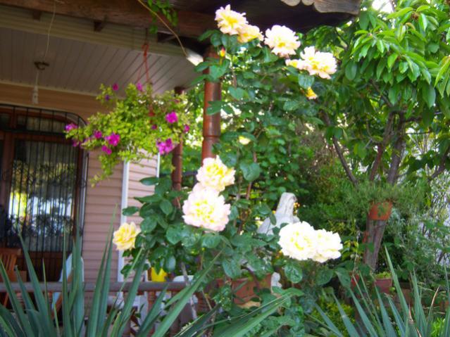 Name:  100_1507.jpg
Views: 603
Size:  63.4 KB