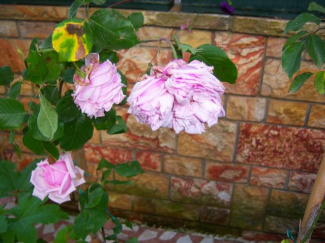 Name:  100_1508.jpg
Views: 585
Size:  47.4 KB