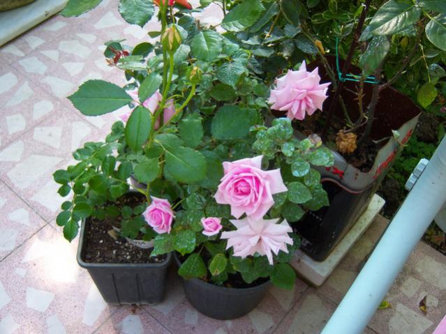 Name:  100_1509.jpg
Views: 597
Size:  57.0 KB