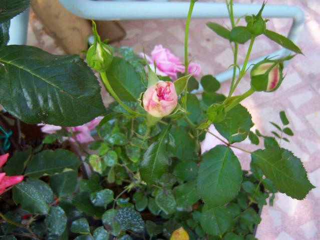 Name:  100_1510.jpg
Views: 570
Size:  44.3 KB