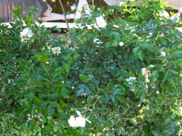 Name:  100_1511.jpg
Views: 606
Size:  71.9 KB