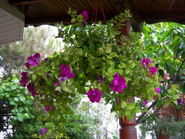Name:  100_1520.jpg
Views: 609
Size:  66.6 KB