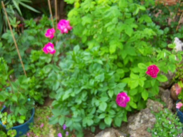 Name:  100_1526.jpg
Views: 597
Size:  46.3 KB