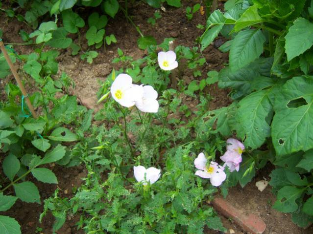 Name:  100_1536.jpg
Views: 768
Size:  62.7 KB