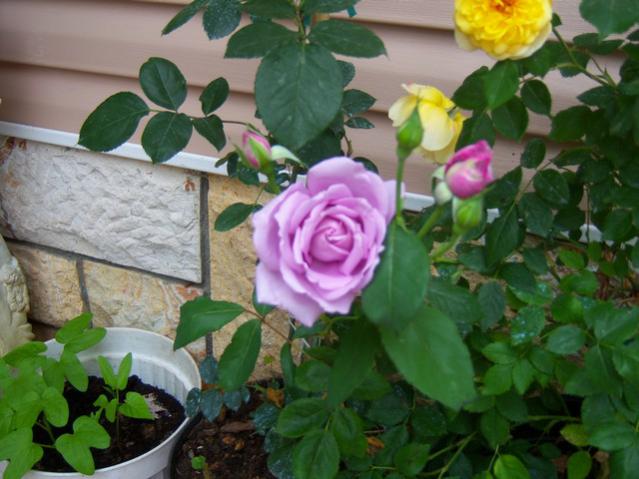 Name:  100_1537.jpg
Views: 795
Size:  47.1 KB
