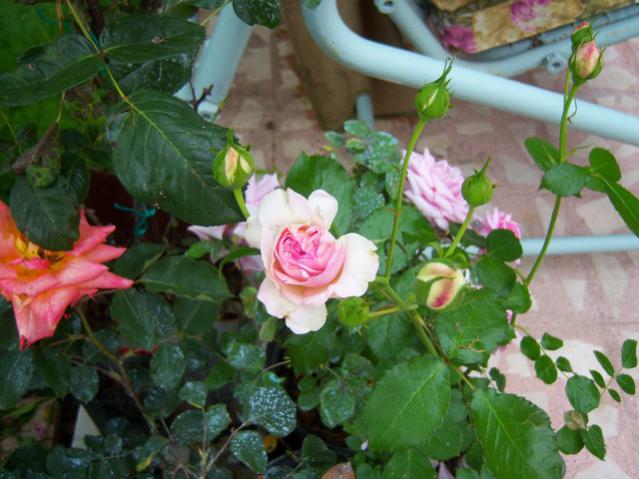 Name:  100_1538.jpg
Views: 781
Size:  49.7 KB
