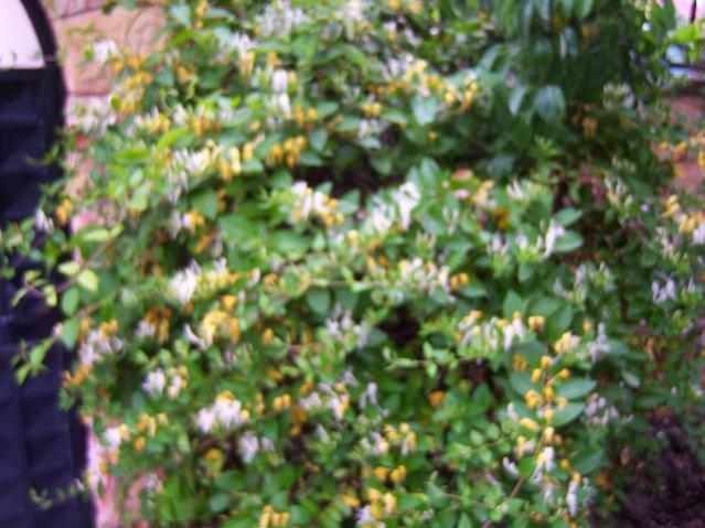 Name:  100_1543.jpg
Views: 569
Size:  53.7 KB