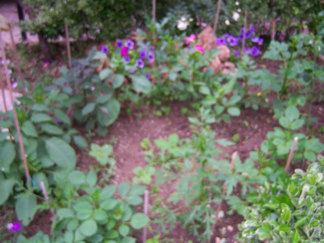Name:  100_1549.jpg
Views: 596
Size:  46.4 KB