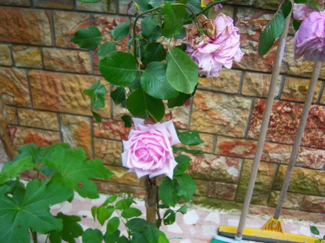Name:  100_1553.jpg
Views: 593
Size:  57.7 KB