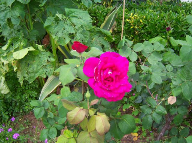 Name:  100_1554.jpg
Views: 583
Size:  65.1 KB