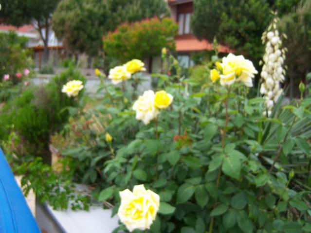 Name:  100_1556.jpg
Views: 574
Size:  43.0 KB
