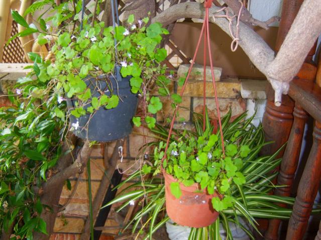 Name:  100_1563.jpg
Views: 560
Size:  67.5 KB