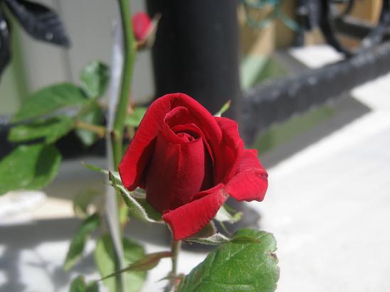 Name:  sarmak gl.JPG
Views: 1324
Size:  37.0 KB