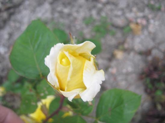 Name:  sar gl.JPG
Views: 1114
Size:  35.8 KB