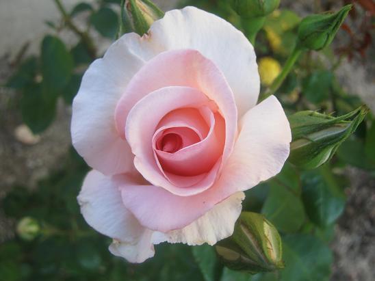 Name:  pembe gl.JPG
Views: 1139
Size:  39.1 KB
