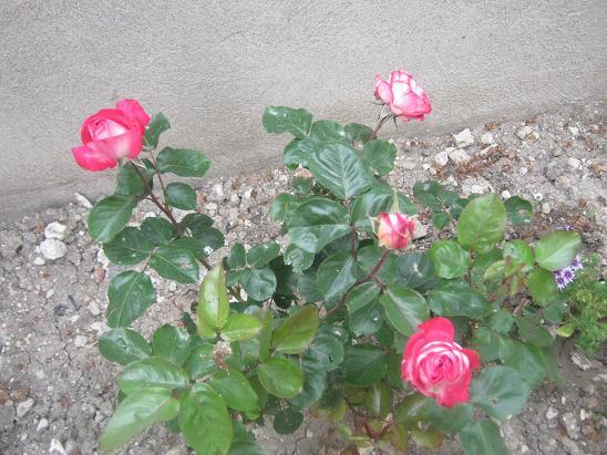 Name:  pembe gl 1.JPG
Views: 1062
Size:  66.7 KB