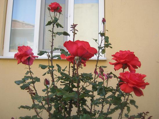 Name:  krmz gl.JPG
Views: 1688
Size:  54.4 KB