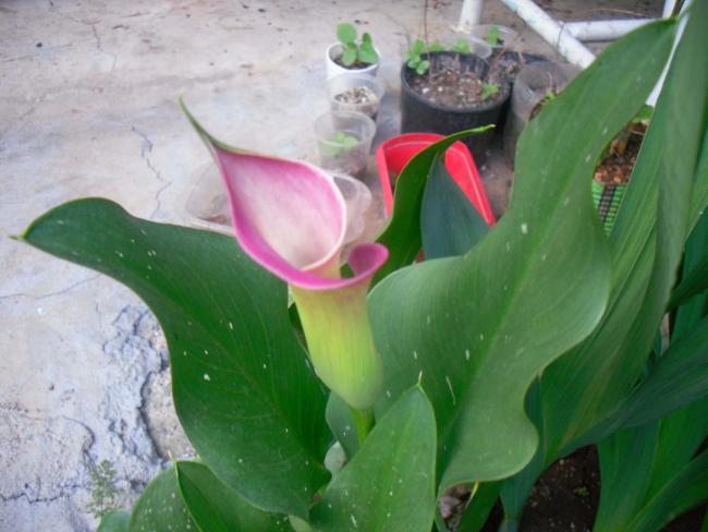 Name:  SDC12155 copy.jpg
Views: 561
Size:  39.5 KB