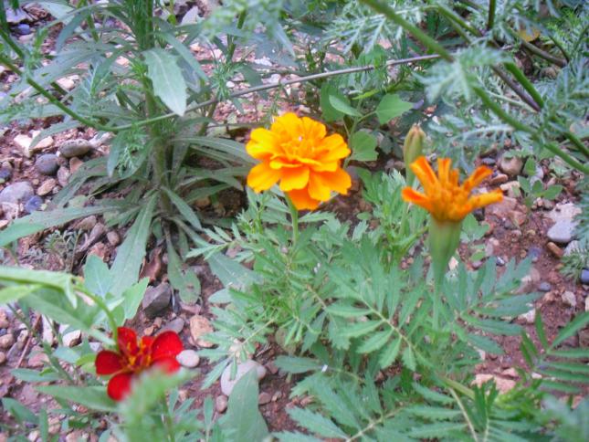 Name:  SDC12158 copy.jpg
Views: 586
Size:  70.4 KB