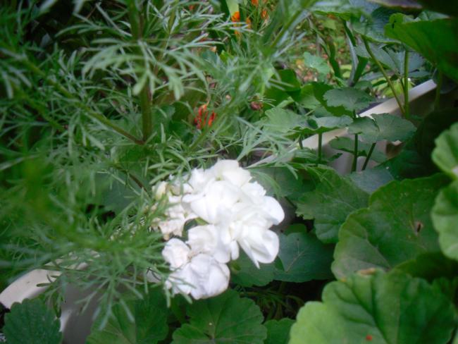 Name:  SDC12159 copy.jpg
Views: 602
Size:  49.1 KB