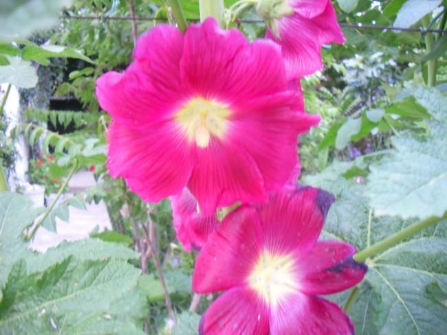 Name:  SDC12163 copy.jpg
Views: 597
Size:  48.3 KB