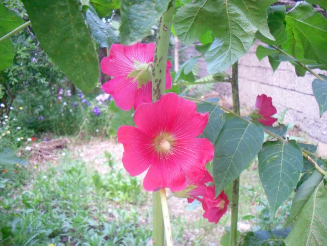 Name:  SDC12164 copy.jpg
Views: 580
Size:  56.6 KB