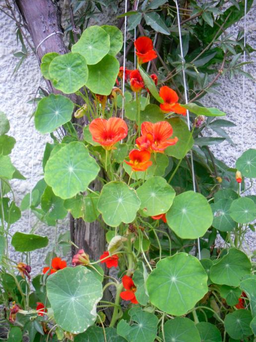 Name:  SDC12165 copy.jpg
Views: 589
Size:  76.5 KB