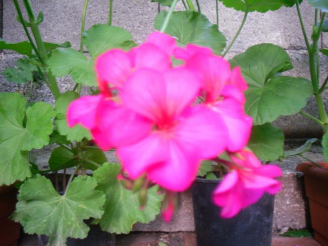 Name:  SDC12167 copy.jpg
Views: 604
Size:  42.8 KB