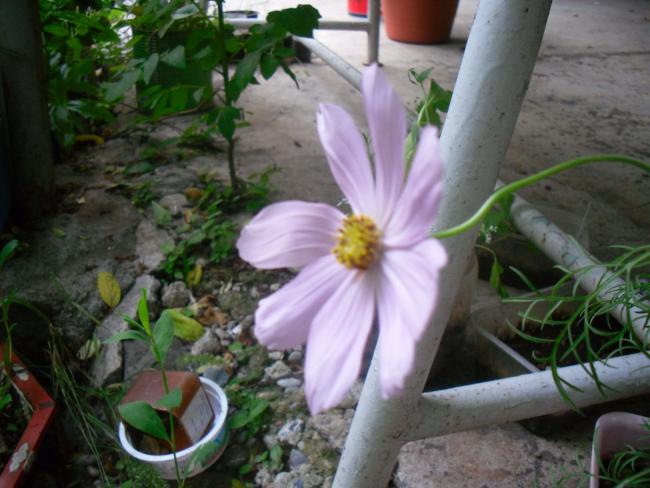 Name:  SDC12170 copy.jpg
Views: 573
Size:  47.7 KB