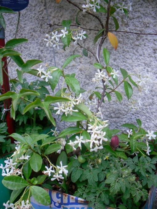 Name:  SDC12166 copy.jpg
Views: 633
Size:  76.6 KB