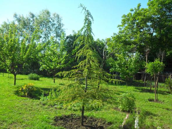 Name:  097.jpg
Views: 700
Size:  71.4 KB