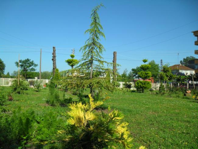Name:  098.jpg
Views: 636
Size:  58.1 KB