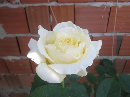 Name:  gl.JPG
Views: 1161
Size:  35.6 KB