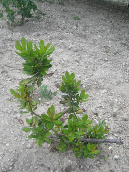 Name:  arbutus unedo.jpg
Views: 1329
Size:  52.5 KB