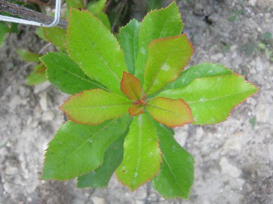 Name:  arbutus unedo srgn.JPG
Views: 1124
Size:  47.4 KB