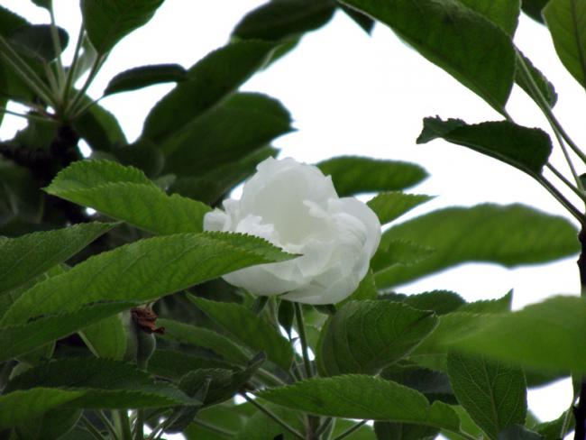 Name:  Elmada iek sprizi.jpg
Views: 2031
Size:  38.5 KB
