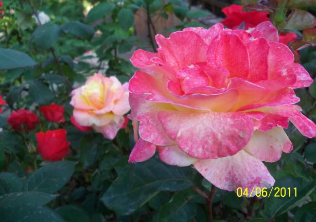 Name:  GL 11.jpg
Views: 863
Size:  41.8 KB